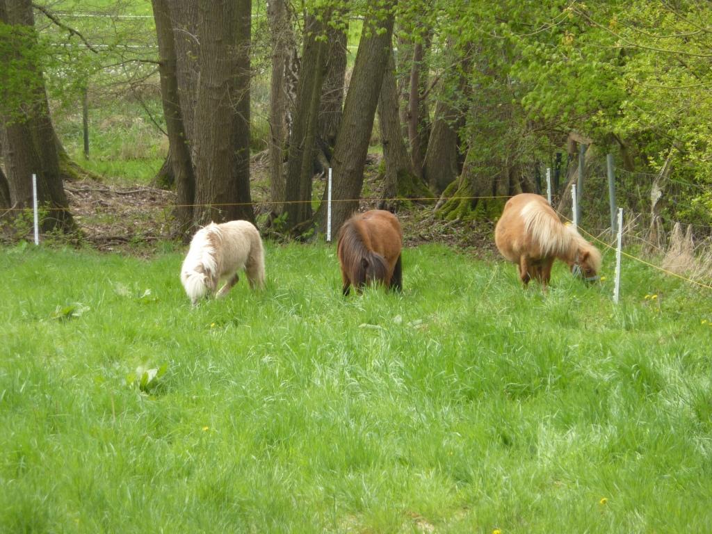 Endlich grünes Gras