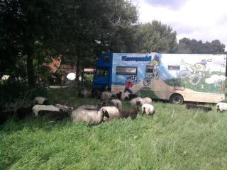 07-31; Big Blue mit Heidschnucken 02