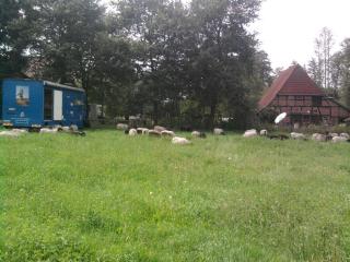 07-31; Big Blue mit Heidschnucken 05