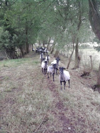 06-07; Schnucken auf Moorweg 07
