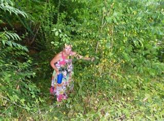 08-06; Litomerice; Mirabellen pflücken