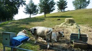 08-15; Ceska Skalice; Andreas seine Rinder 03