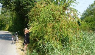 08-15; Ceska Skalice; Obst am Strassenrand