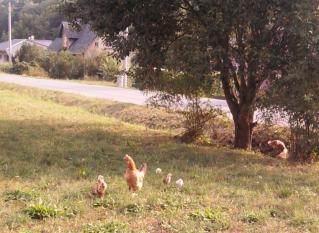 08-19; Dolni Lanov; Henne mit Kücken