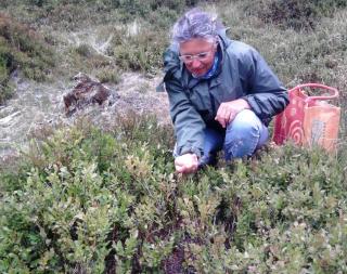 08-23; Spindleruv; Blaubeeren 01