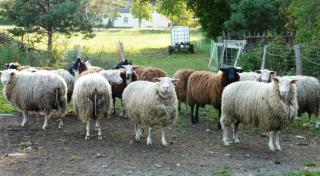 08-27; Leippe, Schäferei 01