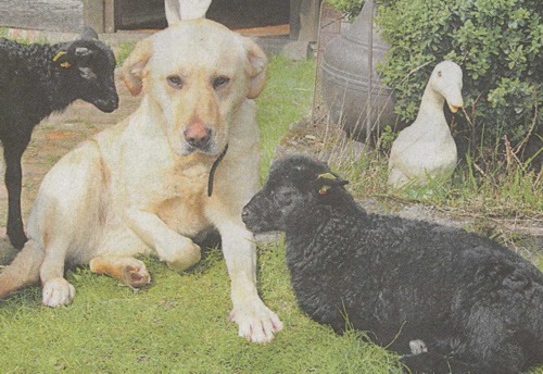 2012-05-03; Die Harke; Hundemama