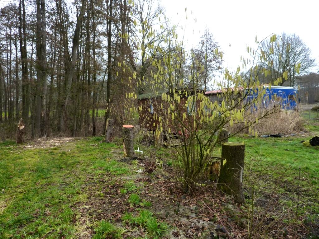 2019-02-18; Haselnuss