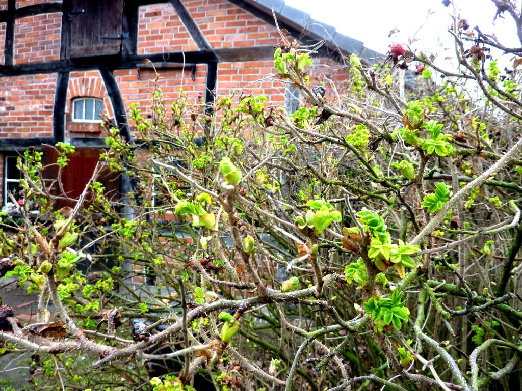 2019-02-15; Hundsrose