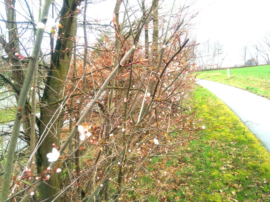 Wilde Pflaume im März