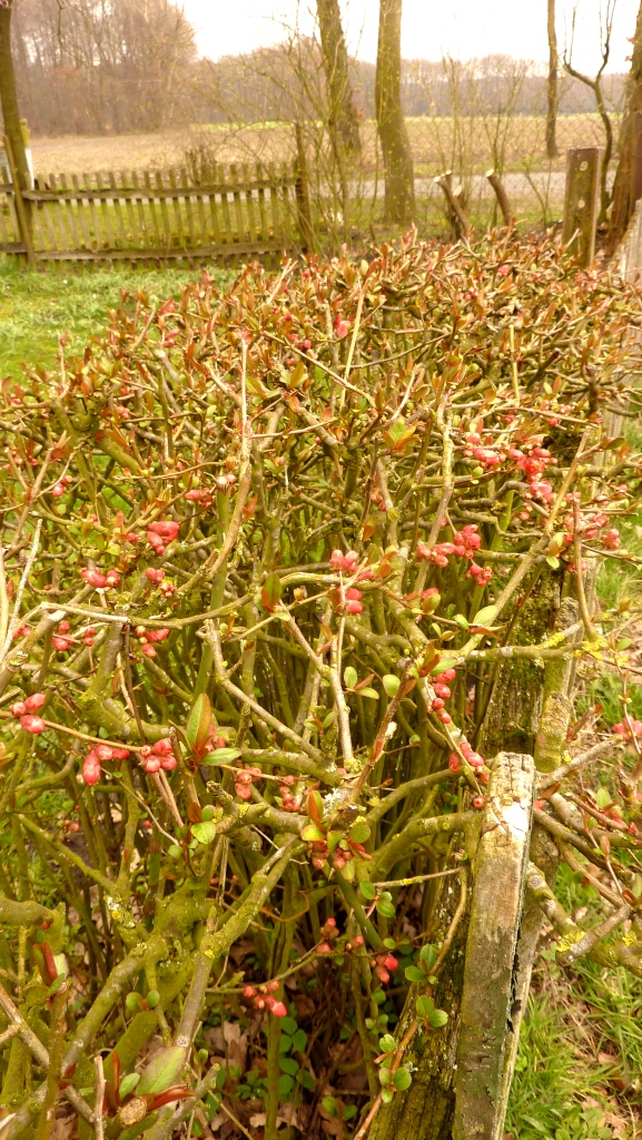 2019-03-21; Hecke Blumengarten