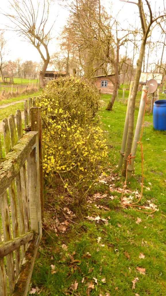 2019-03-21; Hecke Blumengarten