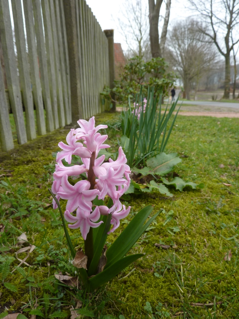 2019-03-21; Hyazinthen