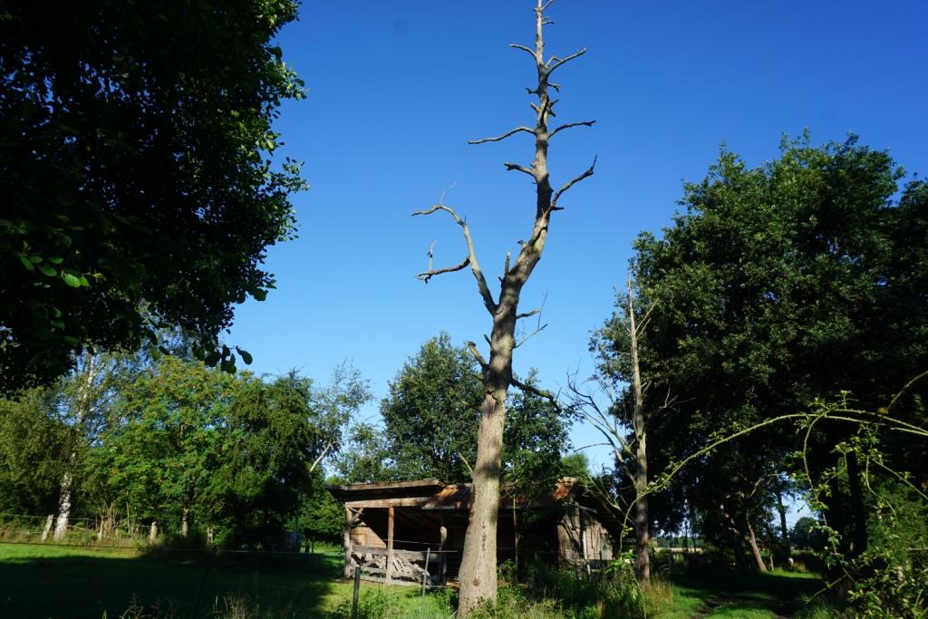 Auch tote Bäume haben Leben!