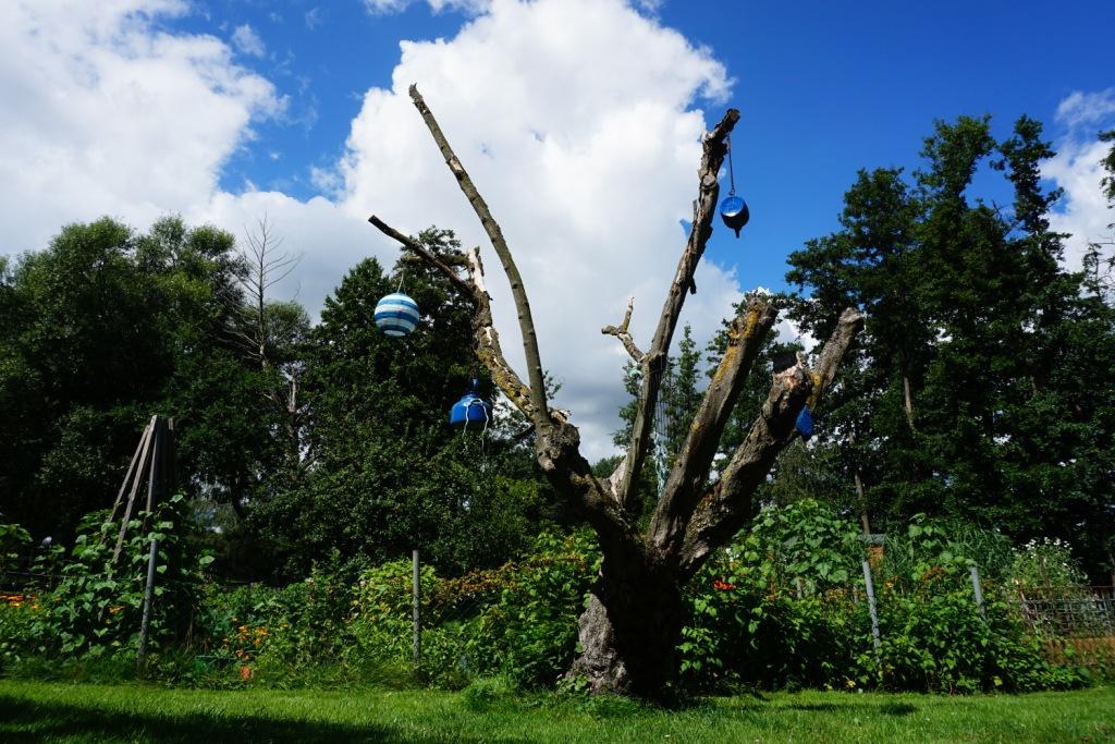 Unsere alte Haselnuss trägt immer noch Früchte