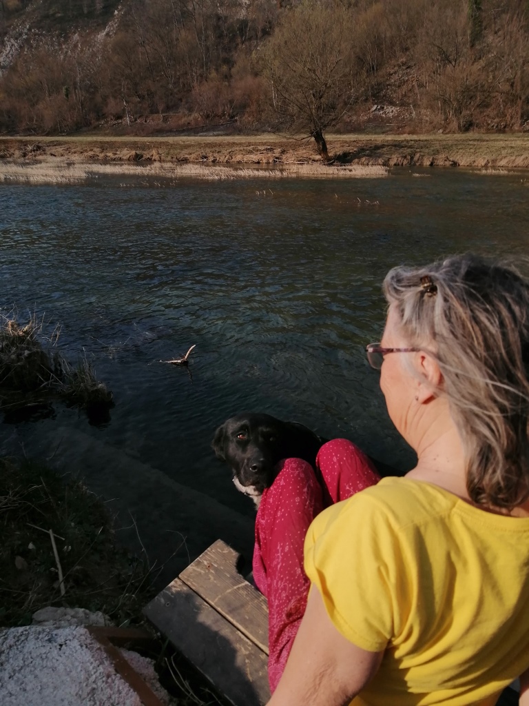 Hunde können gucken