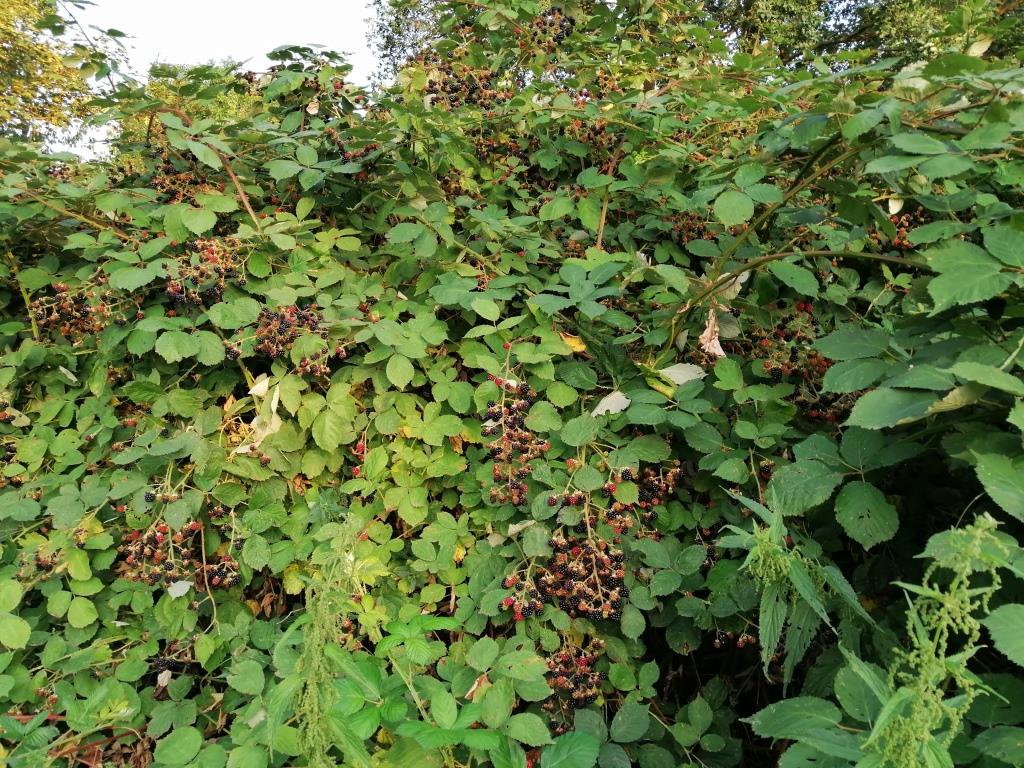 Endlich Brombeeren