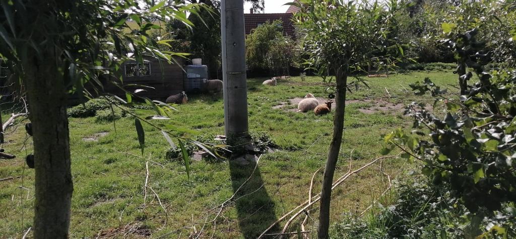 Schafe. Woran erinnert mich das?