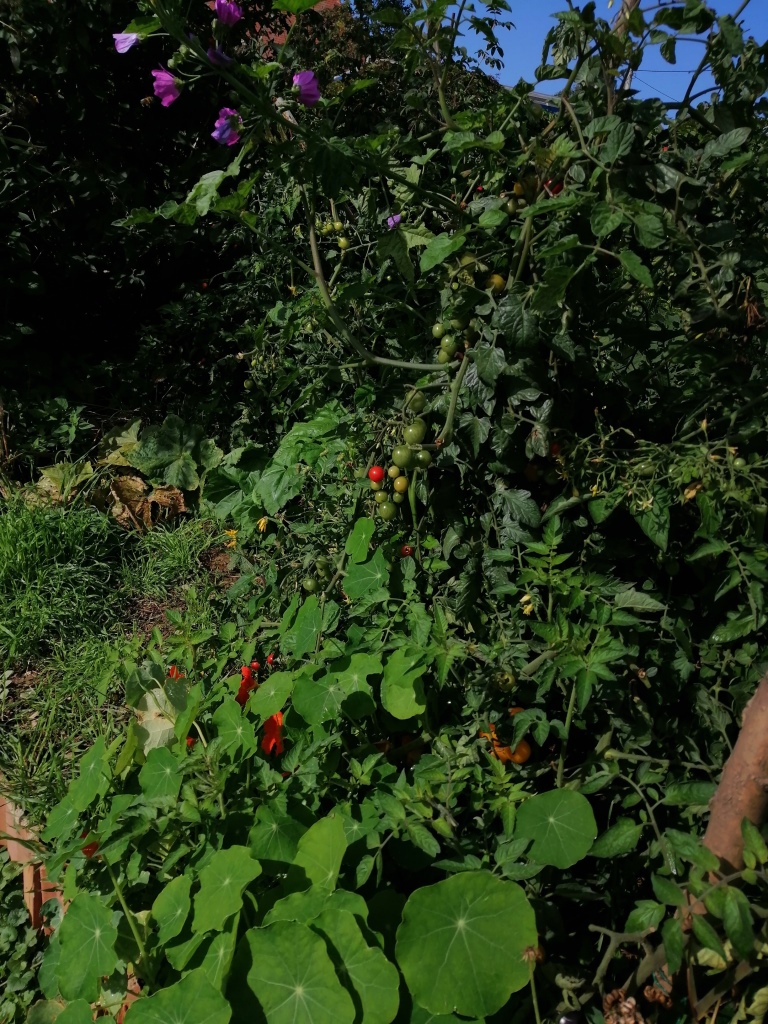 Tomaten. Davon bekomme ich vielleicht welche