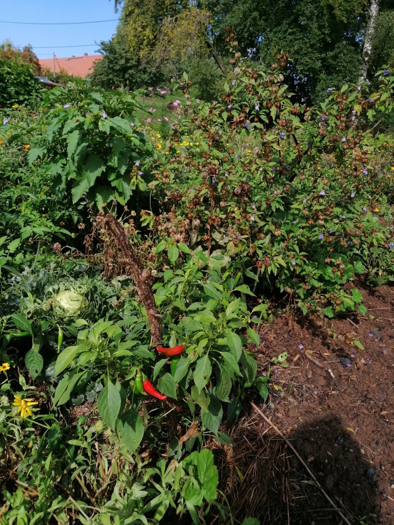 Chilies. Davon habe ich selbst genug