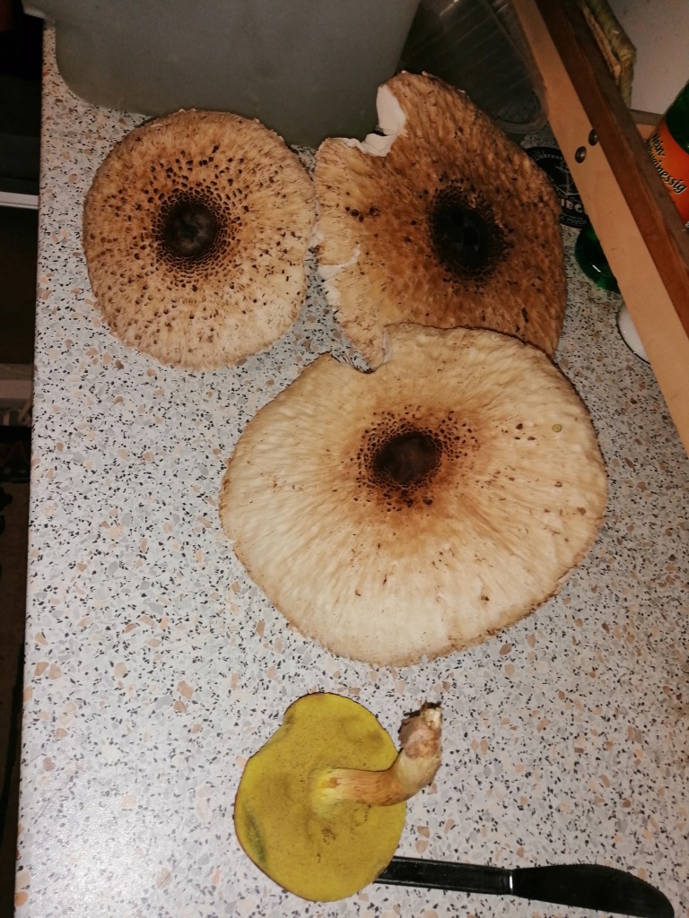 Nicht gesucht, aber gefunden