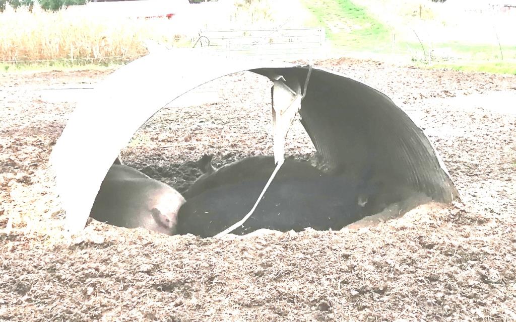 Freilebende Schweine