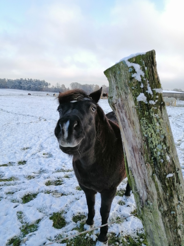 Neugierig wie ein Esel