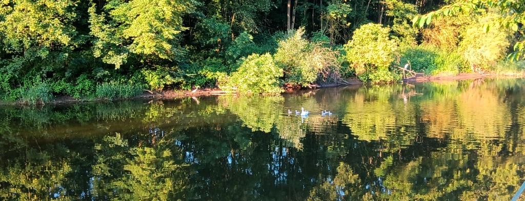 Schwan mit sechs (!) Küken
