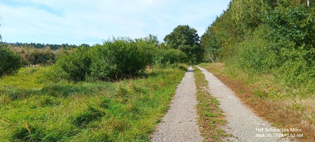 Links Obstbäume, rechts Wald