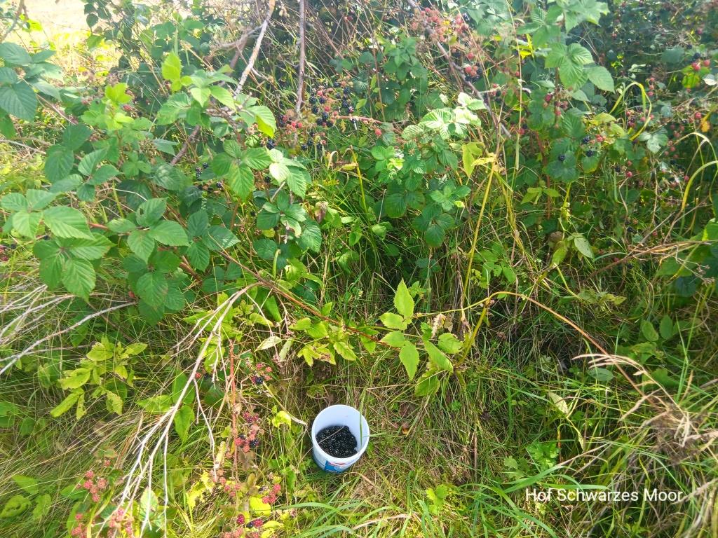 Das Frühstücksmüsli ist gerettet