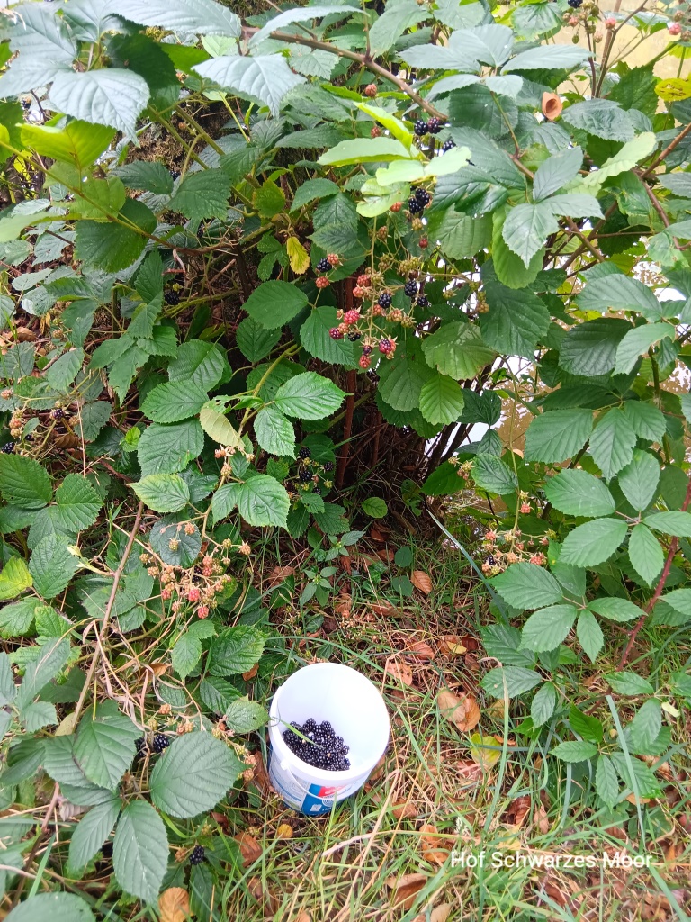 Wieder was fürs Frühstück