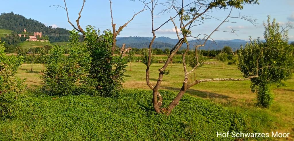 Es tauchen Burgen auf