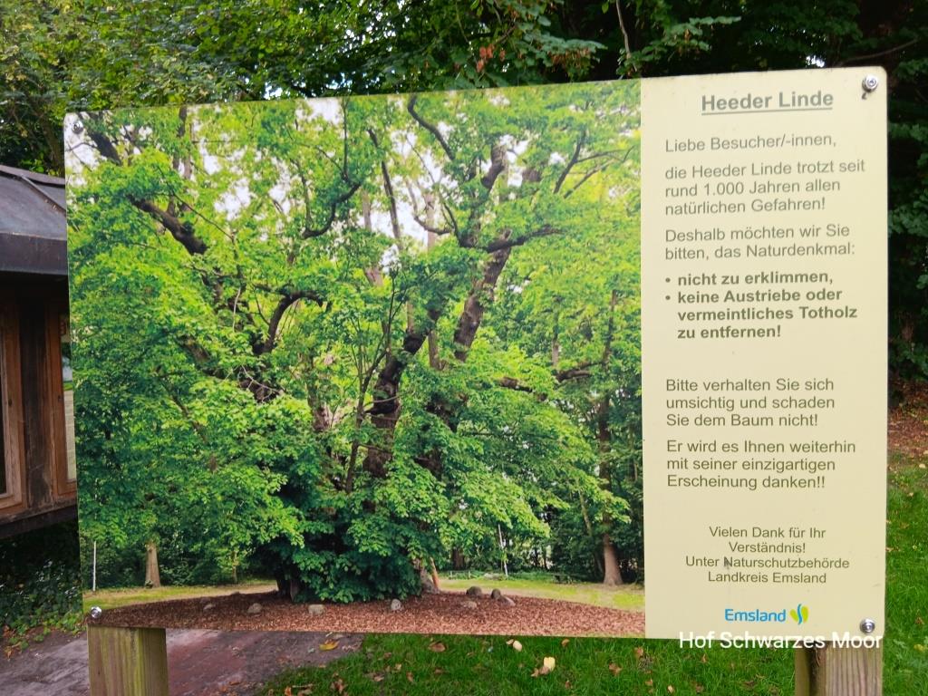 Heeder Linde