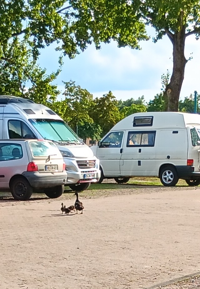 Entenfamilie zieht um