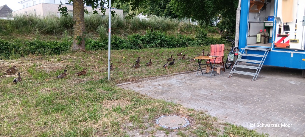 Die Entensingles unterwegs