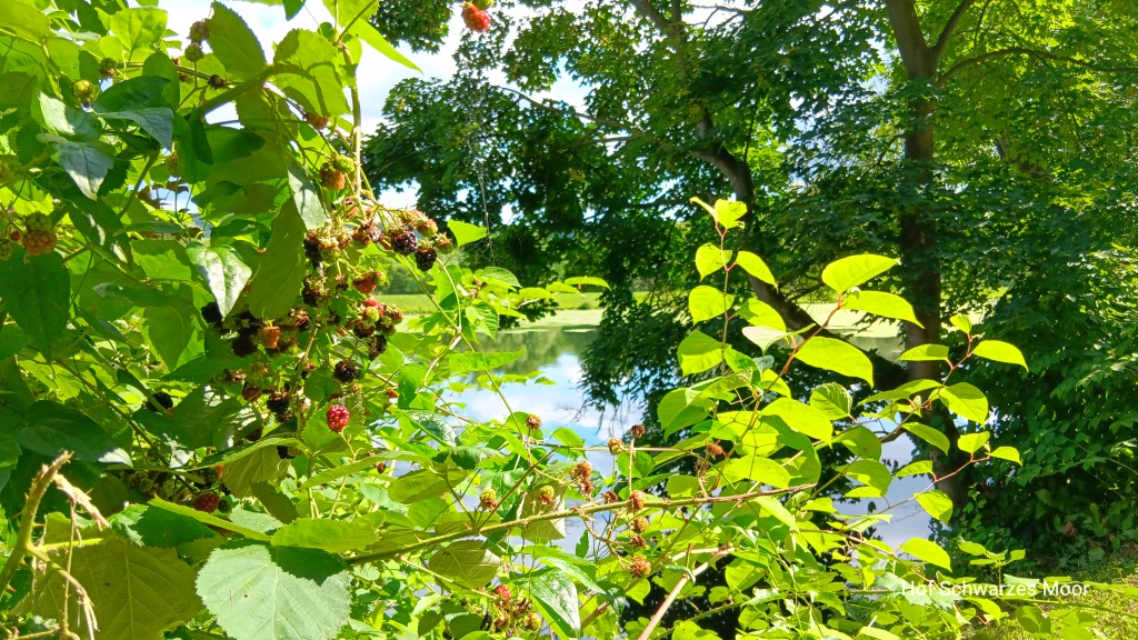 Noch mehr Brombeeren