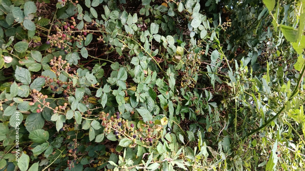 Brombeeren ohne Ende