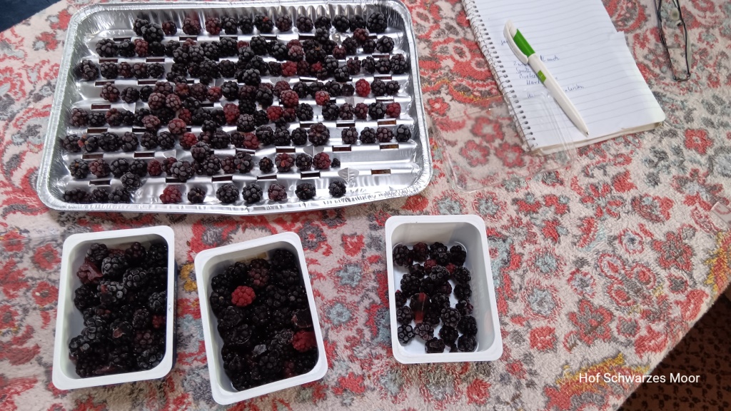 Brombeeren einfrieren